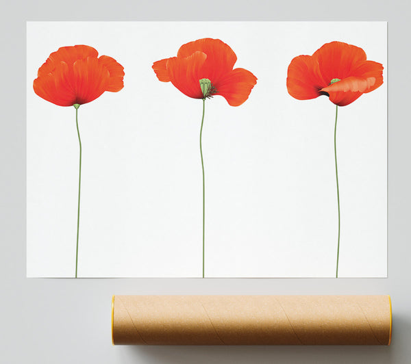 Three Poppies Standing Giclee Print