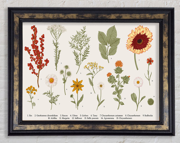 Flower Illustration Handrawn Framed Print