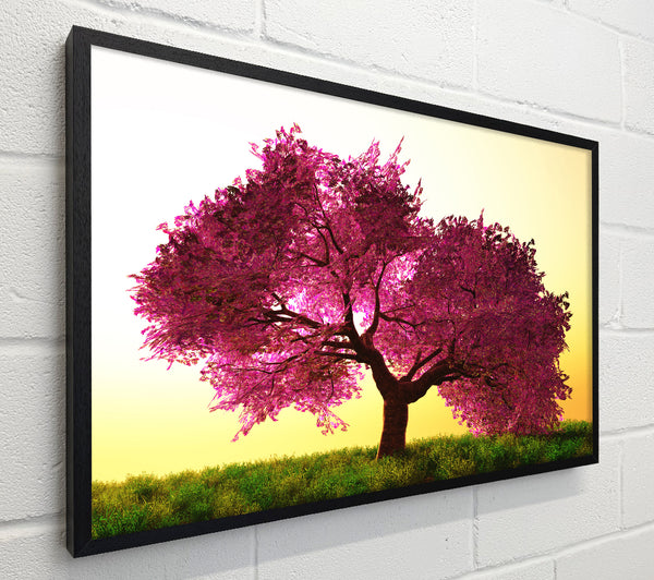 The Pink Tree Blossom Hilltop