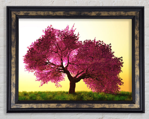 The Pink Tree Blossom Hilltop Framed Print