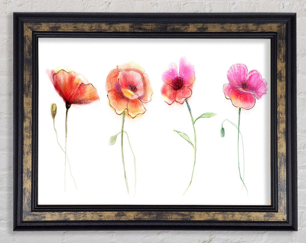 Four Pretty Flowers Framed Print