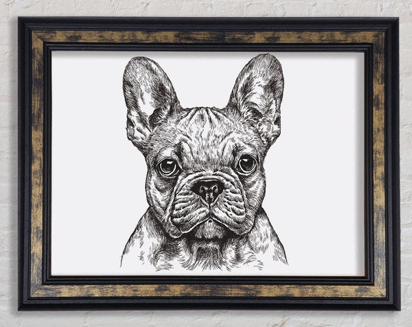 French Bulldog Sketch Framed Print