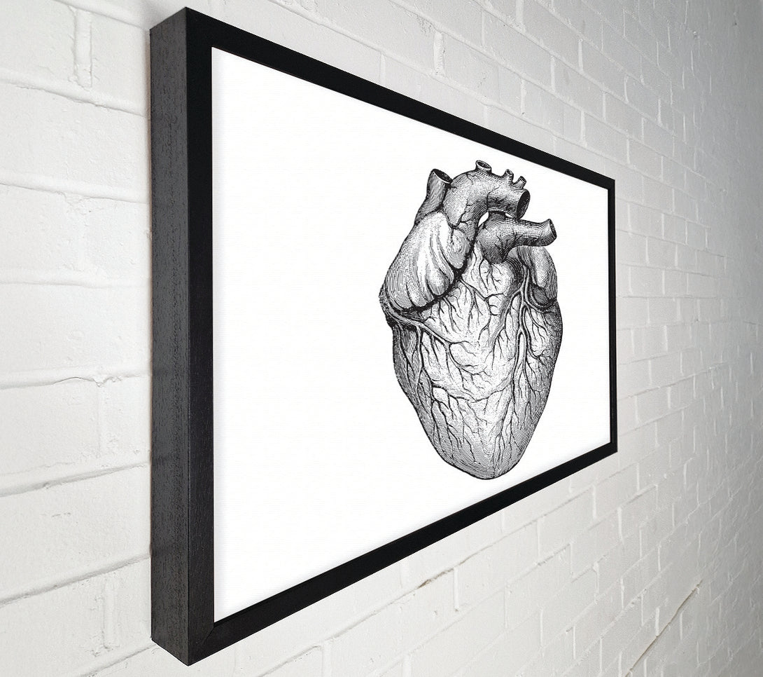 A Canvas Print of Anatomy Of The Heart Canvas Print