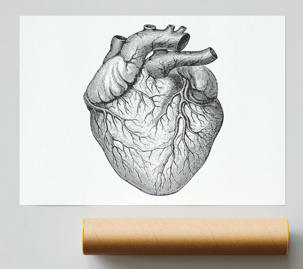 Anatomy Of The Heart Giclee Print