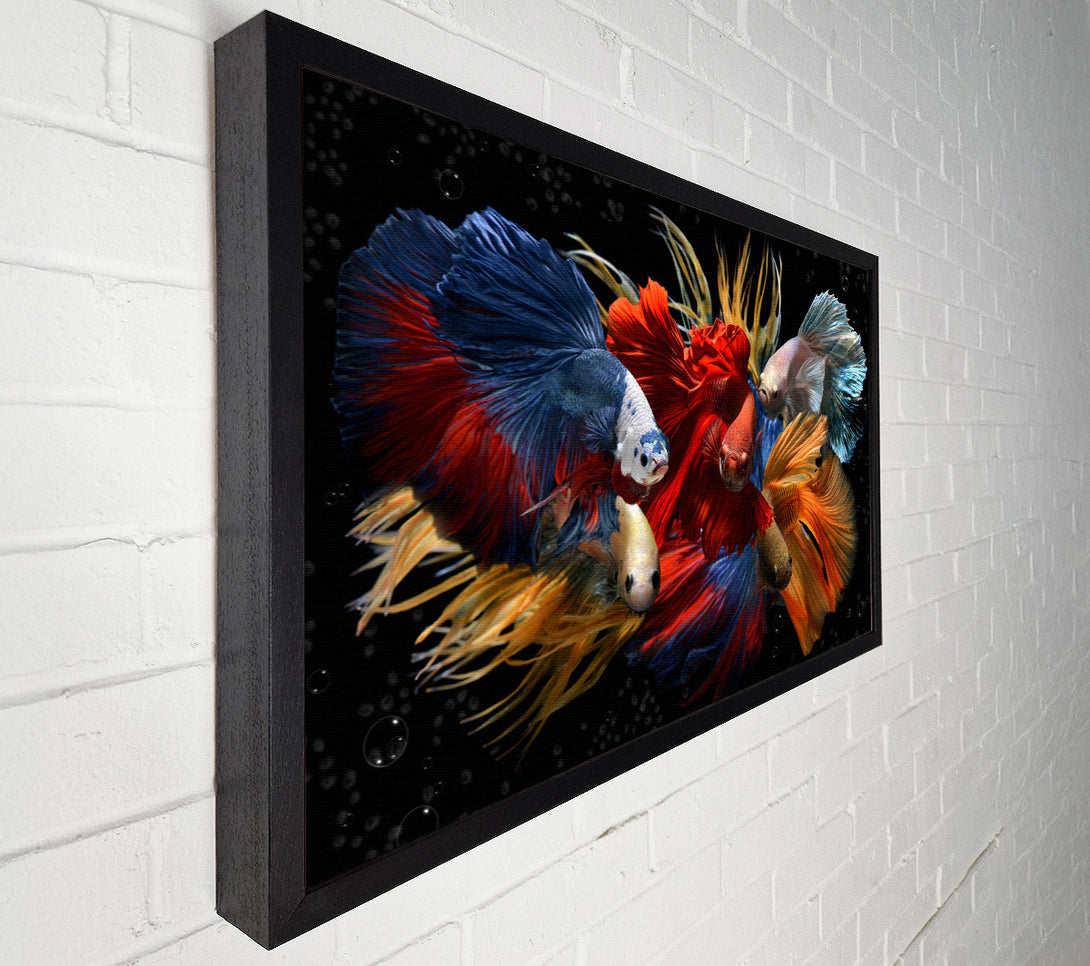  A Canvas Print of Siamese Fighting Fish Canvas Art