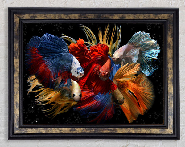 Siamese Fighting Fish