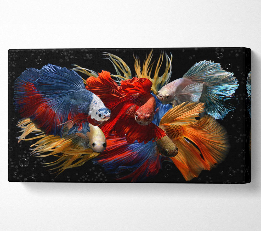  A Canvas Print of Siamese Fighting Fish Canvas Art