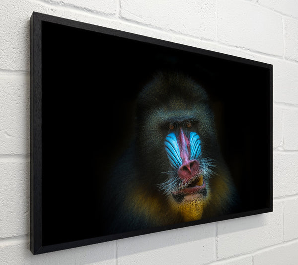 Mandrill Anger
