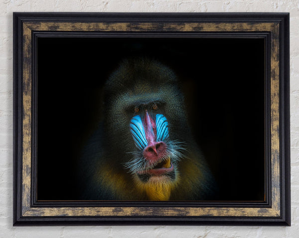 Mandrill Anger Framed Print