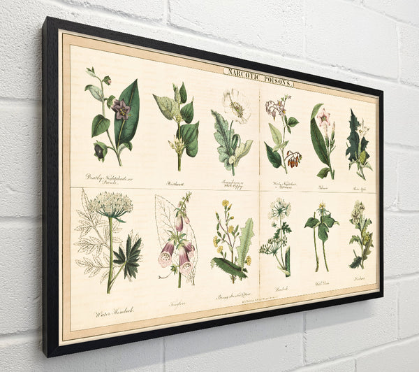 Flower Illustrations