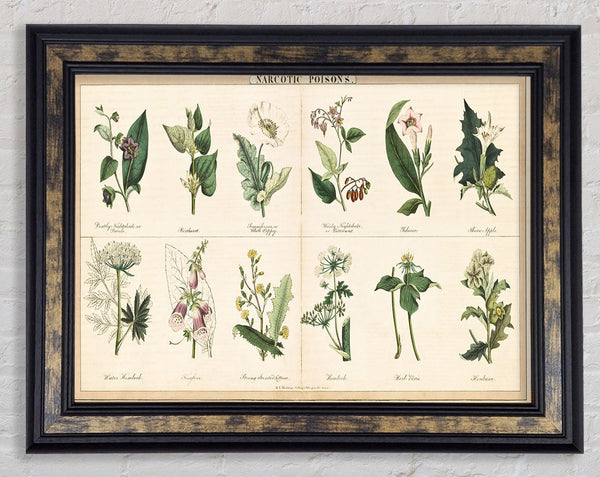 Flower Illustrations Framed Print