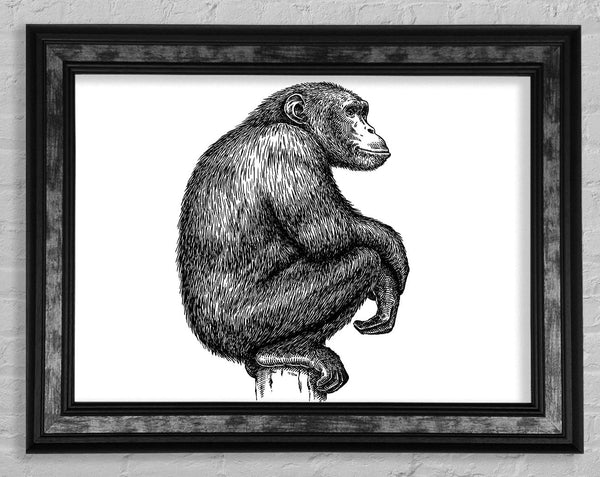 Chimpanzee Sitting Framed Print