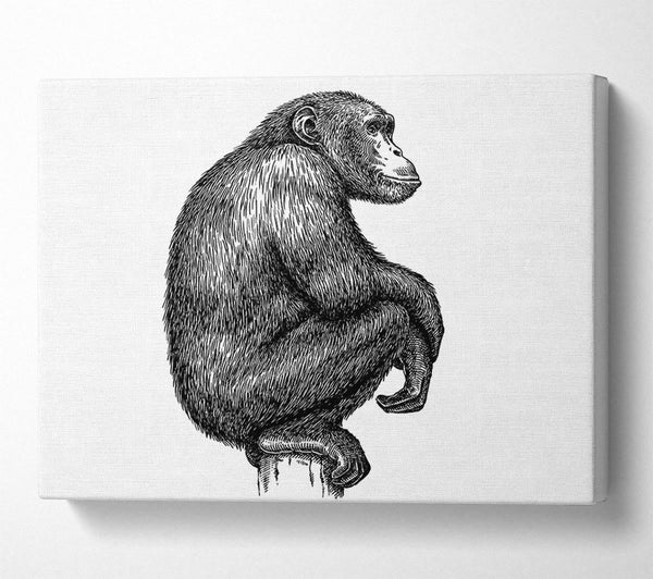 Chimpanzee Sitting