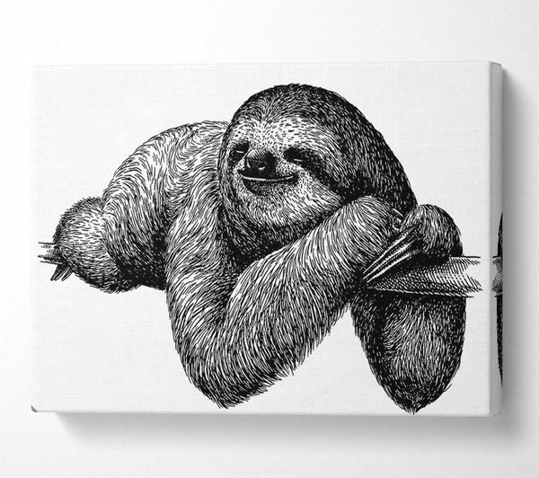 Sloth Chilling On The Branch