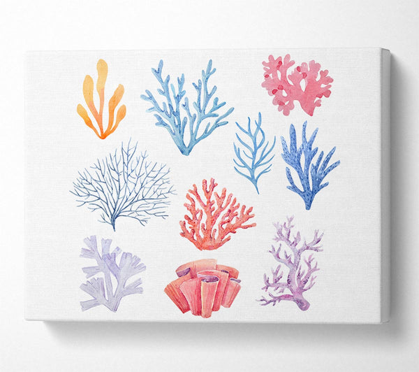 Sea Life Coral