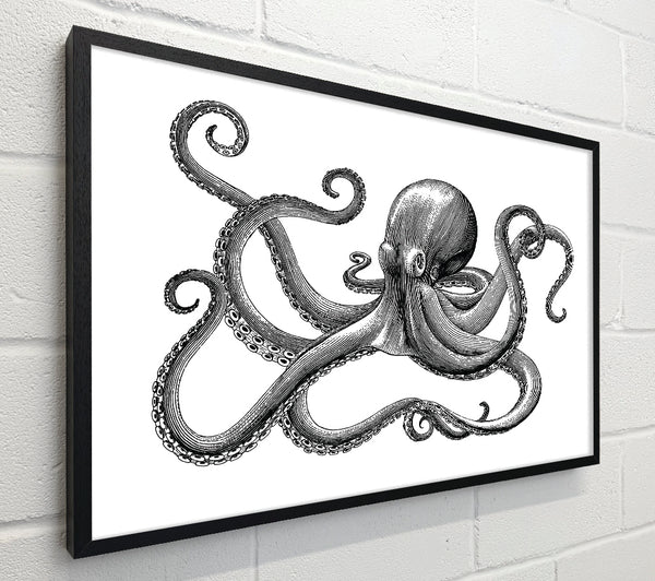 Octopus Illustration