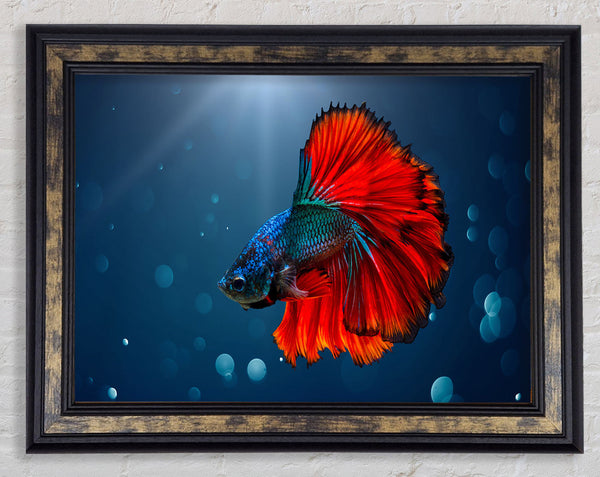 The Siamese Fighter Fish