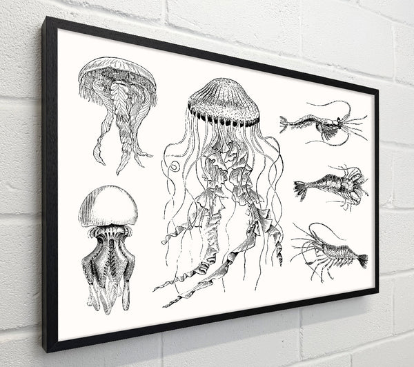 Jellyfish And Shrimp