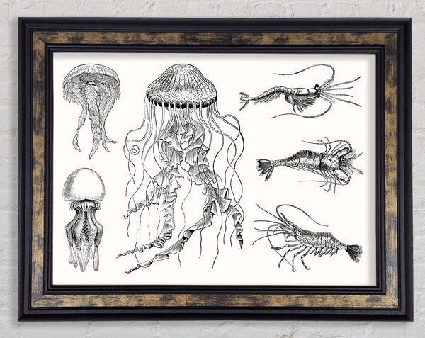 Jellyfish And Shrimp