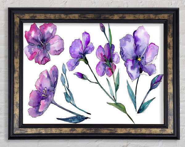 Purple Crocus Flowers Framed Print