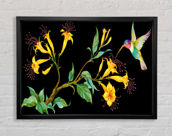 Trompetenblumenkolibri