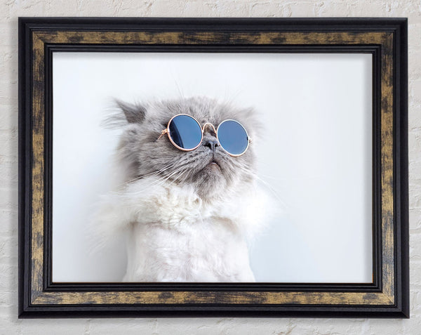 The Cat In Glasses