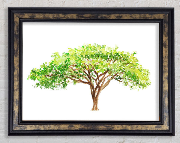 Green Tree In The Savannah Framed Print