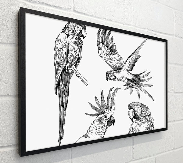 Parrots In Flight Illustration