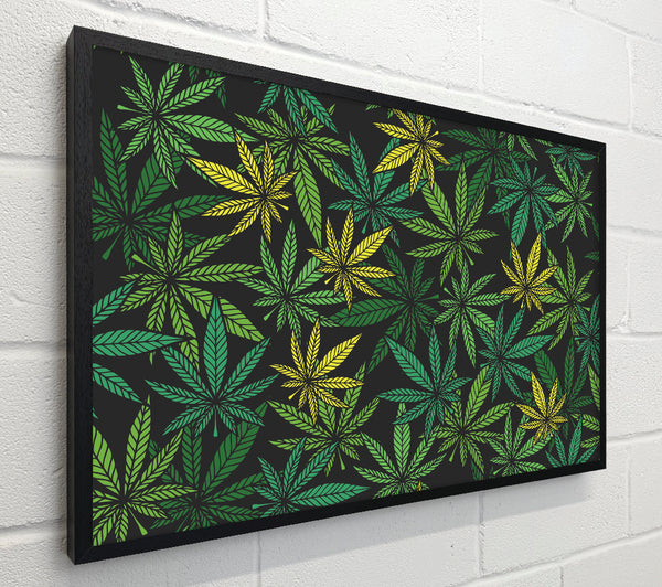 Cannabis Leaves