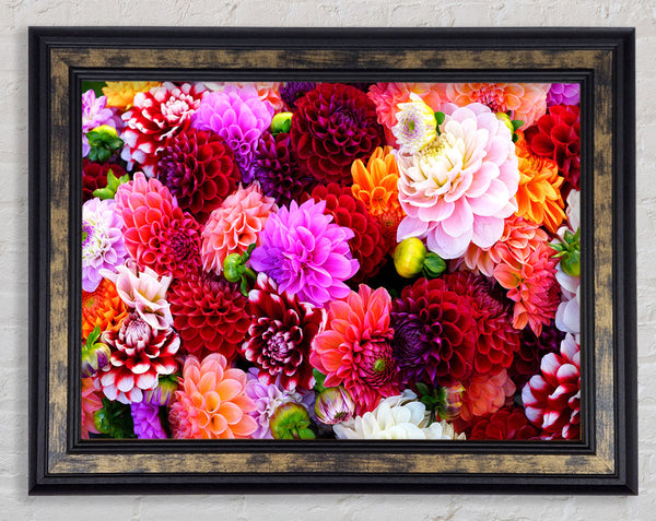 Huge Flower Explosion Framed Print