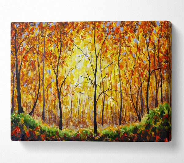 Summertime Forest