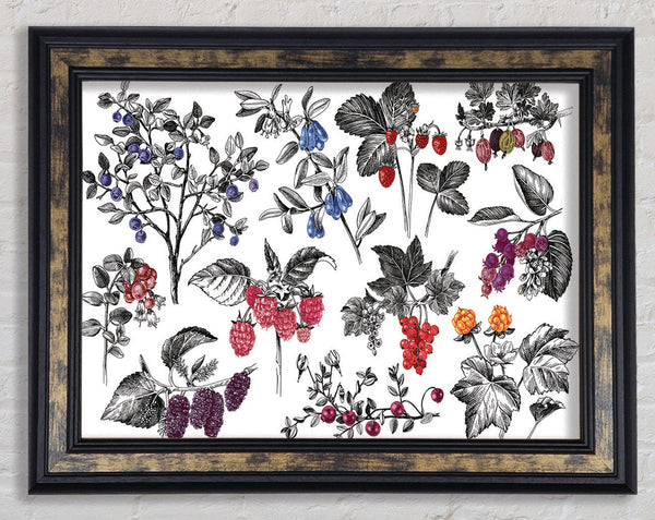Collage Of Flowers And Berries Framed Print