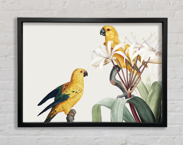 Two Yellow Parrots