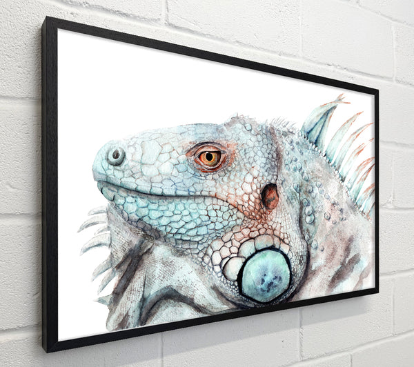 Iguana Stare