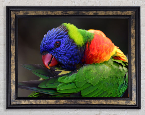 Colourful Parrot Feather Peck