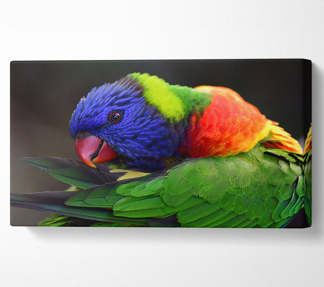 A Canvas Print of Colourful Parrot Feather Peck Canvas Art