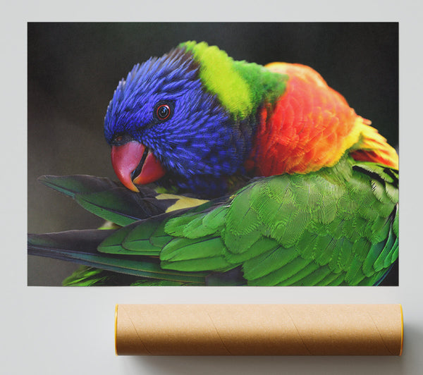 Colourful Parrot Feather Peck Print