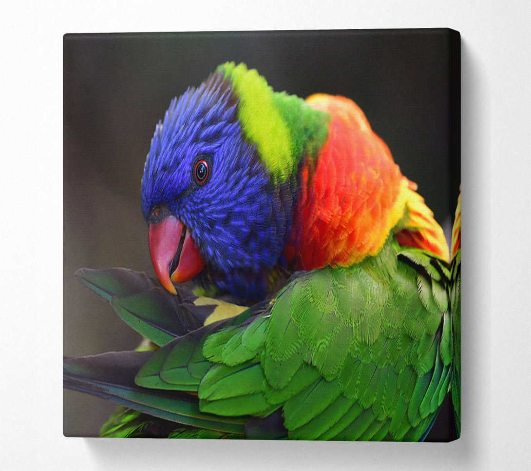  A Canvas Print of Colourful Parrot Feather Peck Canvas Art