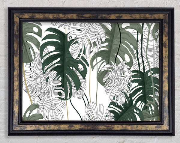 Cheese Plant Leaves Framed Print