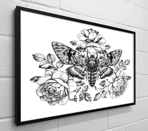 Death Head Moth