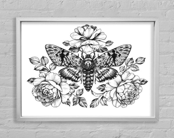 Death Head Moth Framed Print