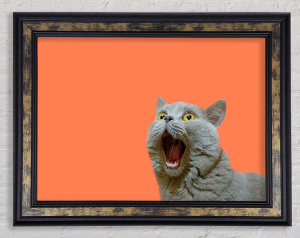 Cat On The Orange