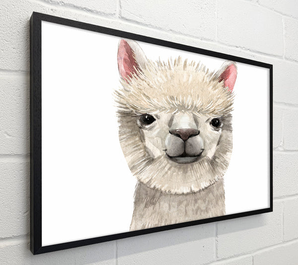 Llama Drama