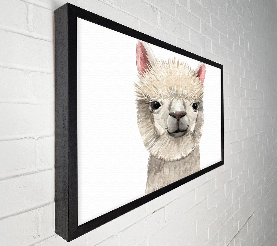  A Canvas Print of Llama Drama Canvas Print