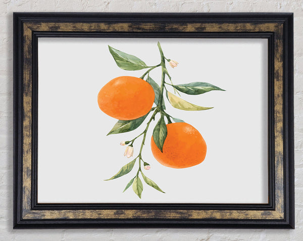Oranges Fresh On The Branch Framed Print