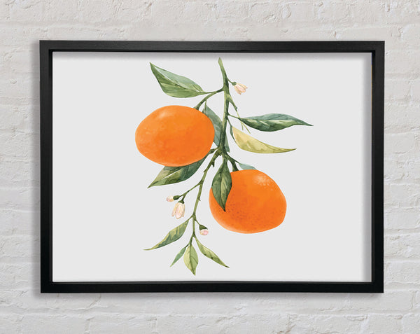 Orangen frisch auf dem Zweig