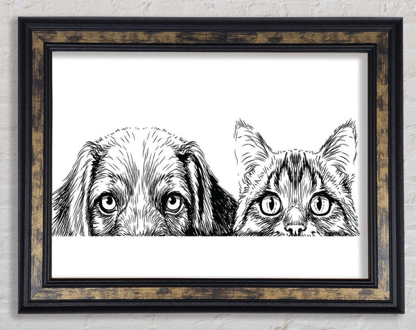 Cat And Dog Peep