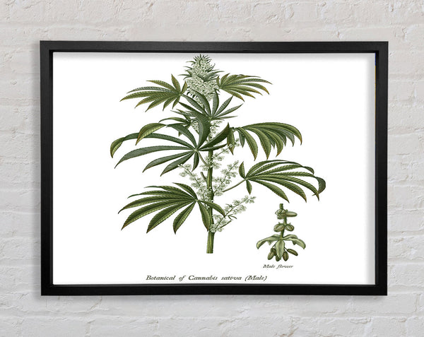 Nationale Geschichte Botanik