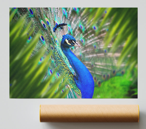 A Peacocks View Print