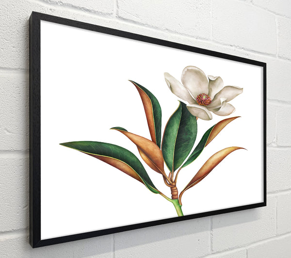 British Flower Illustration